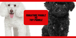 toy poodles vs miniature poodles
