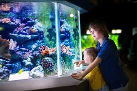 Acrylic Vs Glass Aquarium All You Need