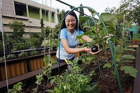 urban farming takes root in singapore