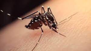 Kabus geri döndü! Zika virüsü nedir, belirtileri nelerdir? İşte tedavi  yöntemleri...
