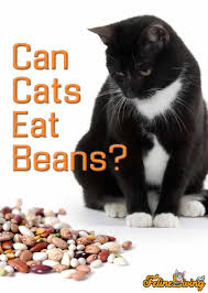 Most people wouldn't think a cat would enjoy vegetables.because cats are well known as carnivores. Can Cats Eat Beans Top 5 Key Points To Remember
