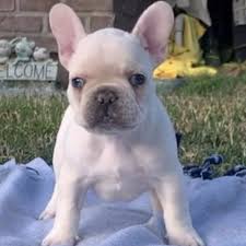 Official breed description of french bulldog puppies. Adopt A French Bulldog Puppy Near Seattle Wa Get Your Pet