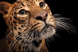 Africa's iconic big cats are well documented, but the continent is home to smaller felids that are just as impressive. Big Cats Facts And Information