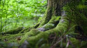 Tree Moss Could Be The Future To