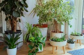 Royalty Free Houseplants Images