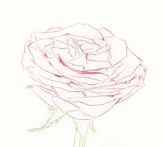 Believe it or not, drawing a rose is really not as hard as it seems. Drawing Roses In Graphite Pencil And Colored Pencil