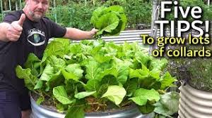 raised container garden bed