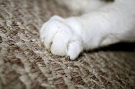cat proofing carpets