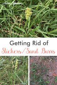 get rid of stickers or sand burrs