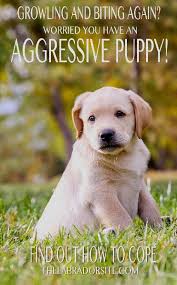 In general, you will notice key differences in a puppy's demeanor and body language that can clue you in cases where the puppy is truly biting out of aggression, there are several reasons why this may be happening in addition to play biting getting. Aggressive Puppy Biting Other Dogs Aggressive Puppy Biting