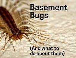 Basement Insect Identification Common