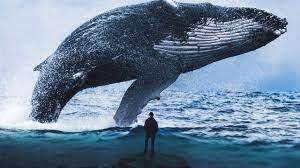 200 whale wallpapers wallpapers com