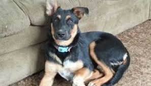 He is a very versatile dog who takes part in several events including racing, military work, herding, and sighting. German Shepherd Doberman Mix Pet Keen