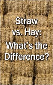 straw vs hay what s the difference