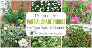 15 Partial Shade Shrubs For Your Yard