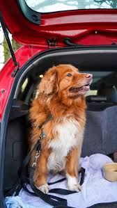 Dog Car Accessories Top 20 Dog Car