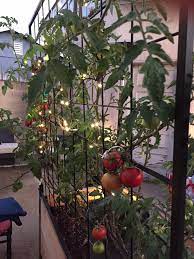Growing Tomato Plants From Seeds Time