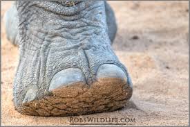 Elephant Foot Elephant Toes African