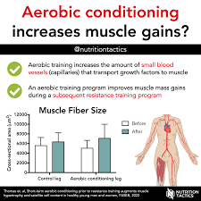 aerobic conditioning increases muscle