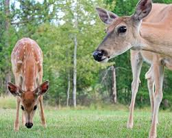 3 Reasons Why Your Yard Attracts Deer