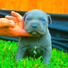 Do Pitbull Puppies With Blue Eyes Really Exist