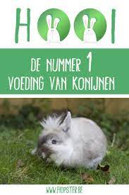 Hooi: De nummer 1 voeding voor konijnen | Hopster vzw