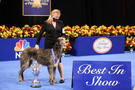 The ongoing coronavirus pandemic has forced many changes to the treasured canine event, which is taking place in tarrytown, new york, in 2021. National Dog Show 2020 Meet The Best In Show Winner Competitors