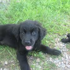 Labrador retriever mix male pup who was. Golden Retriever Black Lab Mix Puppies For Sale Petsidi