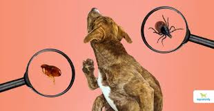 safest flea and tick prevention for dogs