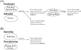 Flow Chart Of Long Serial Analysis Of Gene Expression In