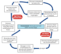 Immune Response Flow Chart Quizlet Diagram