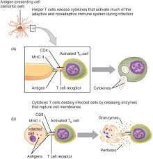 The Adaptive Immune Response T Lymphocytes And Their