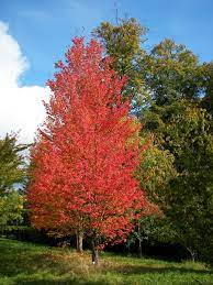 red maple tree facts uses and