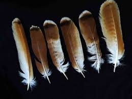 Bird Feather Identification Guide Waking Up Wild Waking