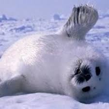 save baby seals hubpages