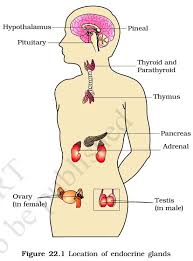 endocrine glands and hormones pmf ias