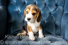 kazuri beagles and cavalier king