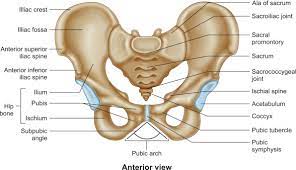 Abdominal and pelvic anatomy encompasses the anatomy of all structures of the abdominal and pelvic cavities. Musculoskeletal Pelvic Anatomy Sciencedirect