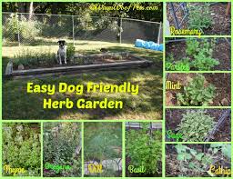 the challenges of gardening with dogs