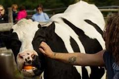 do-cows-recognize-their-owners
