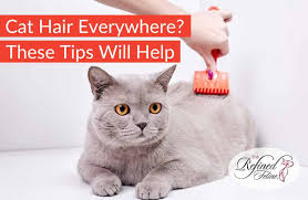 cat hair everywhere these tips will