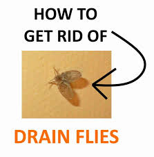 how to get rid of drain flies naturally