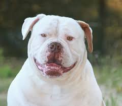 All of our english bulldog puppies for sale are akc registered, vaccinated up to date and come with a 1 year health guarantee. American Bulldog Puppies Villa Fournier American Bulldogs
