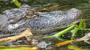 Alligator found in Kentucky leads to man facing charges: Wildlife officials