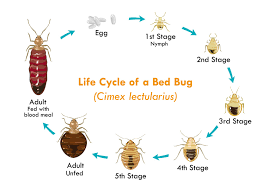 Bed Bugs Double D Termite