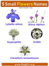 Flower Names Small Flowers