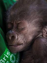 baby gorilla born after emergency c