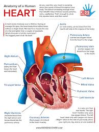 We cover the circulatory, digestive, respiratory and muscular systems in this science video for kids! Infographic Anatomy Of The Human Heart Kids Discover
