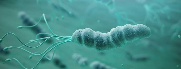 Helicobacter Pylori | Johns Hopkins Medicine