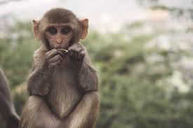 baby monkeys s around the globe